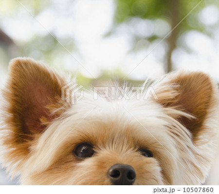 Portrait of Yorkshire terrier 10507860