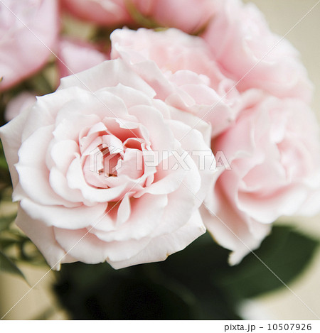 Pink garden roses 10507926