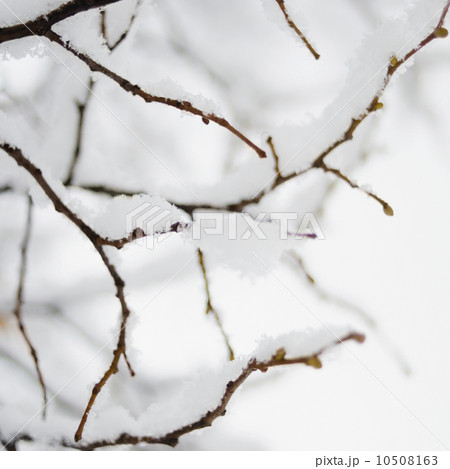 USA, New York State, Brooklyn, Williamsburg, snow on plant branch USA, New York State, Brooklyn, Williamsburg, snow on plant branch 10508163