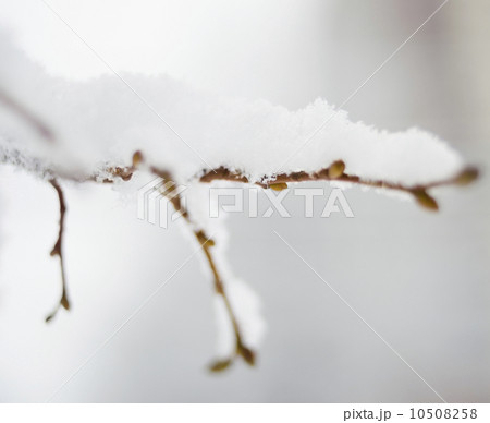USA, New York State, Brooklyn, Williamsburg, snow on plant branch 10508258