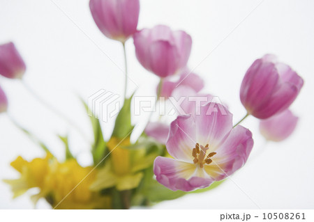 Studio shot of purple tulips 10508261