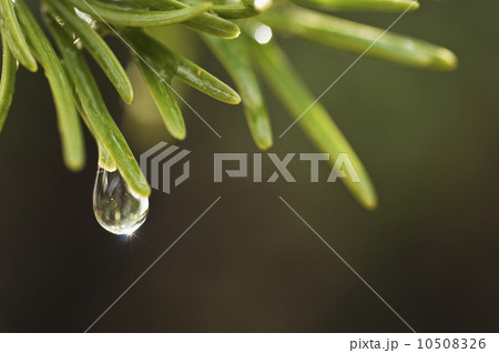 Tree branches outdoors Tree branches outdoors 10508326