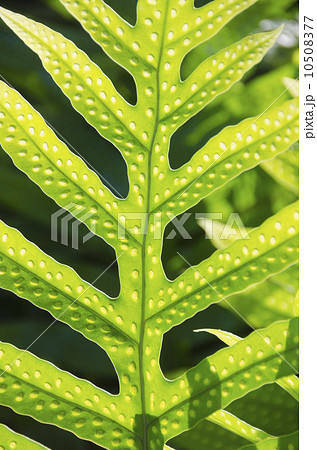 Close up of leaf 10508377