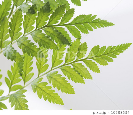 Leaves Leaves 10508534