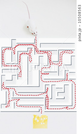 Studio shot of white mouse and maze 10508563