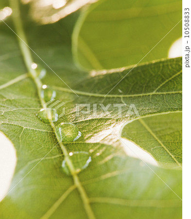 Close up of water drops on leaf 10508833
