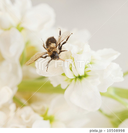 Close up of bee on flower 10508998