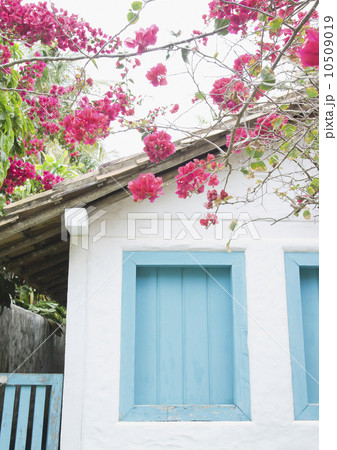 Brazil, Bahia, Trancoso, Bougainvillea blooming in front of house Brazil, Bahia, Trancoso, Bougainvillea blooming in front of house 10509019