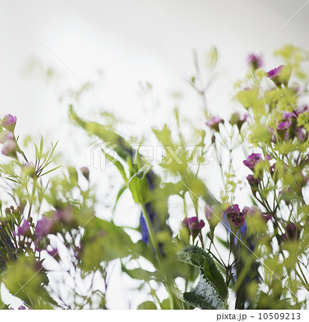 Studio shot of wildflowers 10509213