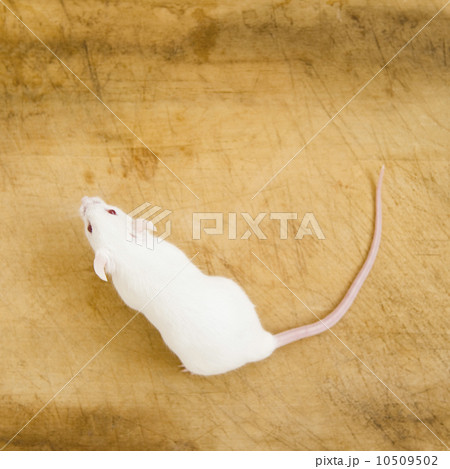 Studio shot of white mouse 10509502