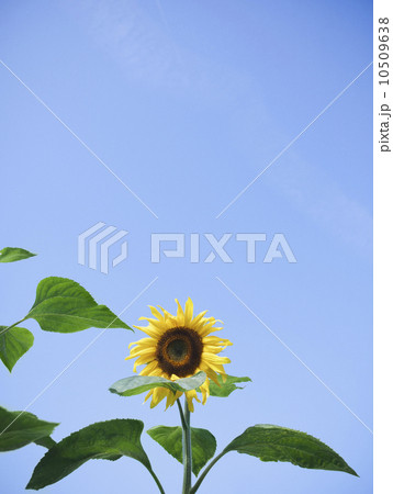 Sunflower against clear sky 10509638