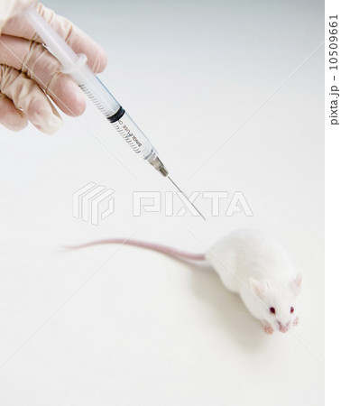Studio shot of hand in glove holding syringe above white mouse Studio shot of hand in glove holding syringe above white mouse 10509661