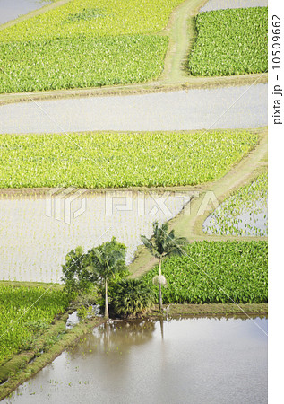 Irrigated field 10509662