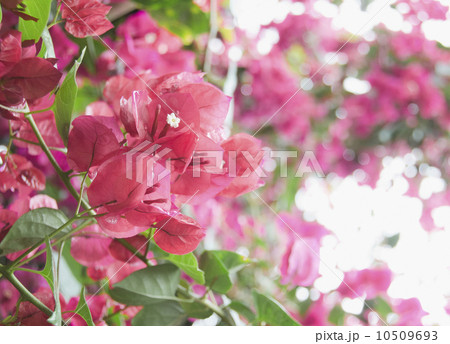 Bougainvillea flowers Bougainvillea flowers 10509693