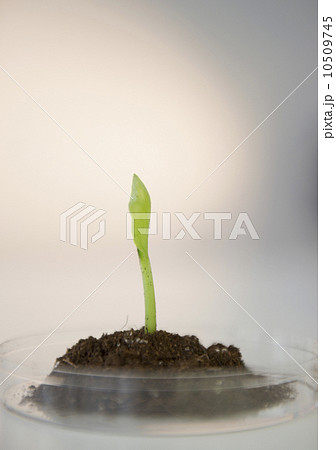 Close-up of seedling in petri dish 10509745
