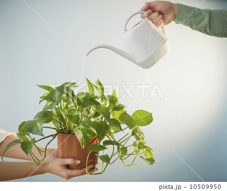Close up of man's and woman's hands watering potted plant, studio shot 10509950