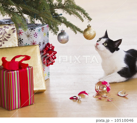 Cat breaking Christmas ornaments 10510046