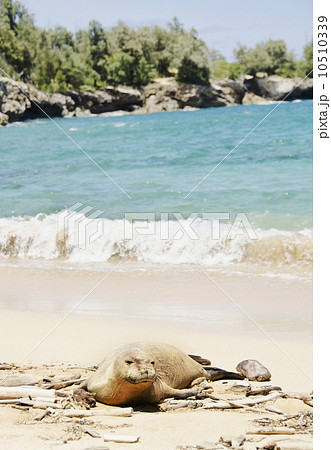 Maha'ulepu Beach, Monk seal on beach Maha'ulepu Beach, Monk seal on beach 10510339