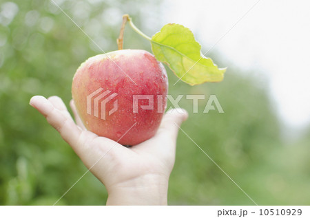 Close up of girl's (8-9) hand holding red apple 10510929
