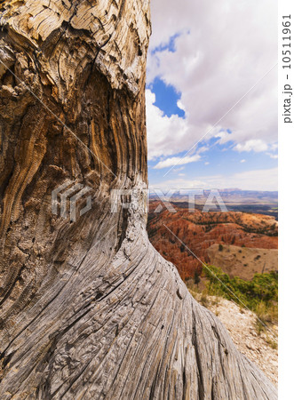 Eroded tree, landscape in background 10511961