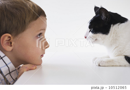 Boy (4-5) and cat looking at each other face to face 10512065