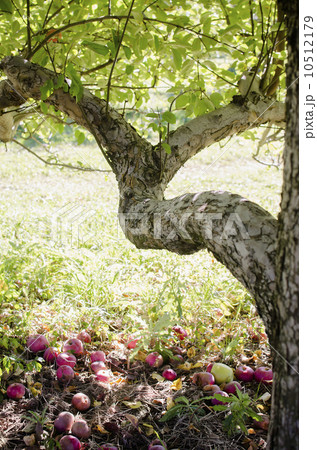 Apple tree Apple tree 10512179