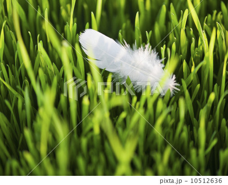 USA, New Jersey, Jersey City, Close-up view of white feather in grass 10512636