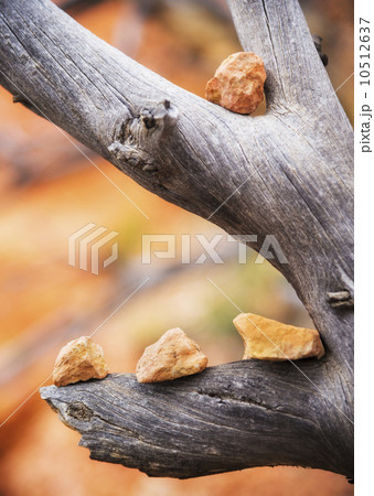 Stones lined up on old branch 10512637
