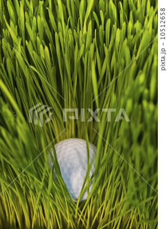 USA, New Jersey, Jersey City, Close-up view of golf ball in grass 10512658