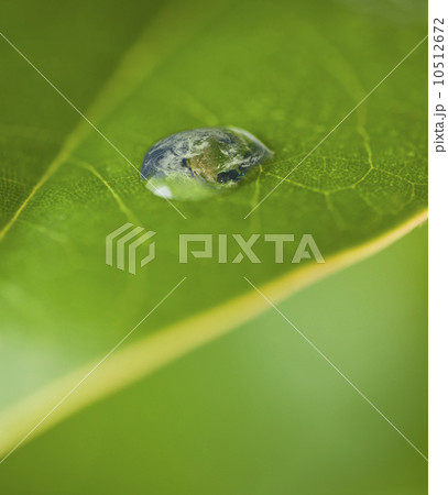 USA, New Jersey, Jersey City, Extreme close-up view dew of leaf 10512672