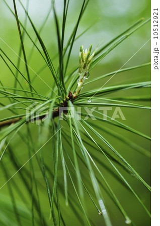 Tree branches outdoors Tree branches outdoors 10512921