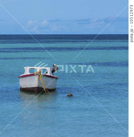 Aruba, Pelican perched on boat 10512973