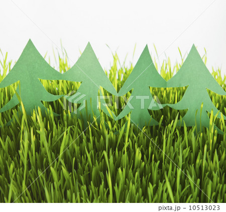 USA, New Jersey, Jersey City, Close-up view of white paper trees in grass USA, New Jersey, Jersey City, Close-up view of white paper trees in grass 10513023
