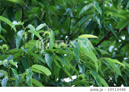 栗の小さな実 10513496