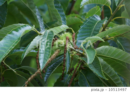 栗　雄花の下に受粉に成功した雌花があります。 10513497