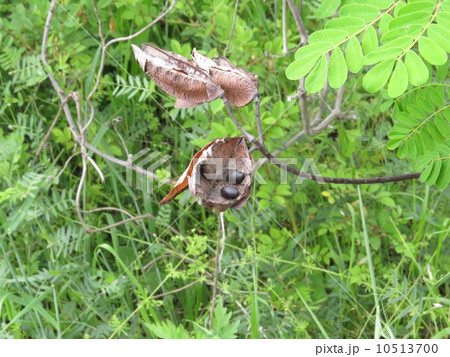 ジャケツイバラのタネ ジャケツイバラのタネ 10513700