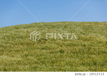 Agriculture Sugarcane Farming Landscape Agriculture Sugarcane Farming Landscape 10513713