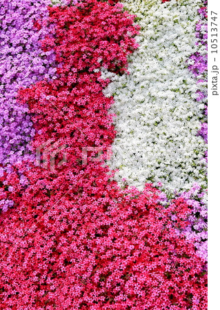 花畑　花夢の里 10513747