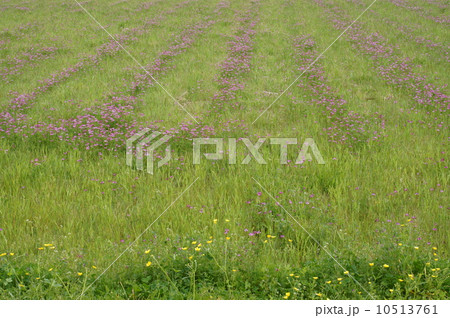 レンゲ畑 10513761