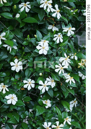 梔子 クチナシの花が咲きました。 い~い香り 梔子 クチナシの花が咲きました。 い~い香り 10513796