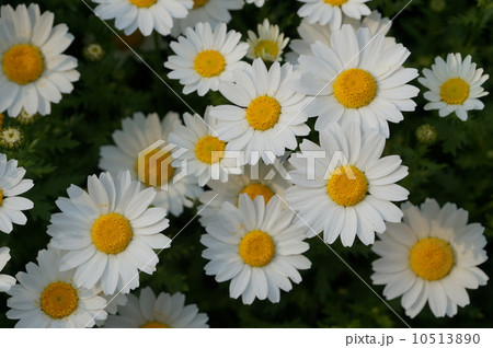 マーガレット マーガレット 10513890