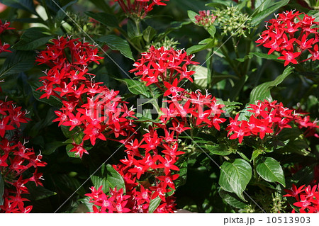 ペンタス 和名は草山丹花クササンタンカと申します。 ペンタス 和名は草山丹花クササンタンカと申します。 10513903