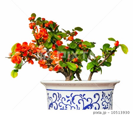 Begonia(Chaenomeles or Chinese flowering crab apple ) bonsai Begonia(Chaenomeles or Chinese flowering crab apple ) bonsai 10513930