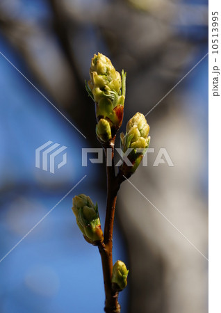 モミジバフウの新芽 10513995