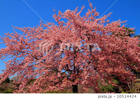 満開の修善寺寒桜 10514424