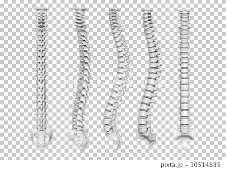 Bone 10514835