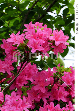 ツツジの花 ツツジの花 10514969