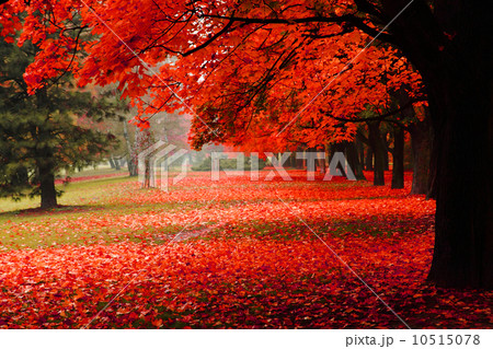 red autumn in the park 10515078