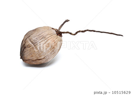 Dry coconut isolated 10515629