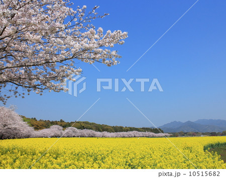 満開の桜と菜の花 10515682